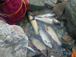 安阳爆料买鱼坑人视频